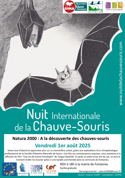 chauve souris